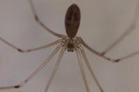 Pholcus phalangioides