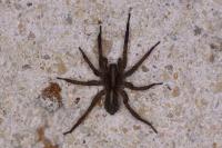 Trochosa