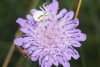 Misumena vatia