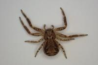 Xysticus