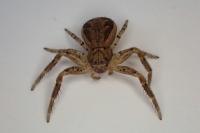 Xysticus