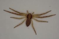 Philodromus