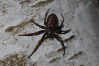 Nuctenea umbratica