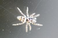 Salticus scenicus
