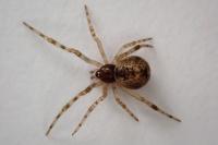 Parasteatoda