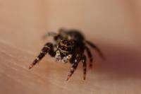 Pseudeuophrys erratica