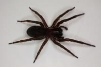 Amaurobius