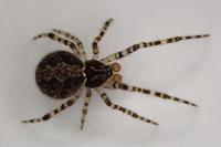 Theridion