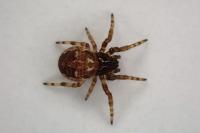 Larinioides