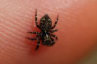 Pseudeuophrys erratica