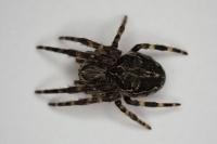 Larinioides sclopetarius