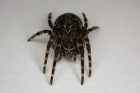 Larinioides sclopetarius