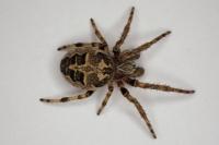 Larinioides cornutus