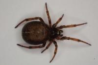 Steatoda bipunctata
