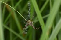 Argiope bruennichi