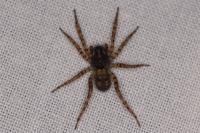 Arctosa perita