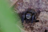 Evarcha arcuata