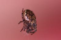 Nuctenea umbratica