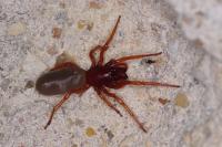 Dysdera