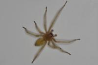 Cheiracanthium