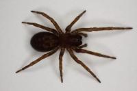 Amaurobius