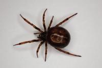 Steatoda bipunctata