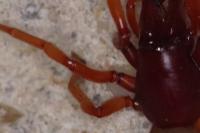 Dysdera