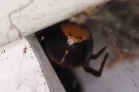 Steatoda bipunctata