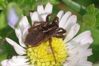 Pardosa