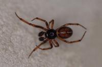 Steatoda bipunctata