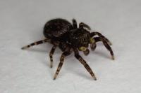 Pseudeuophrys erratica