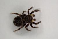 Pseudeuophrys erratica