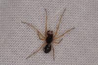 Pachygnatha degeeri