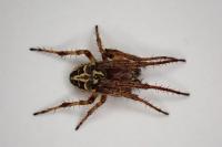 Larinioides cornutus