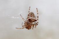 Gibbaranea bituberculata