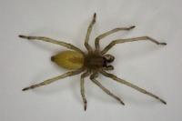 Cheiracanthium
