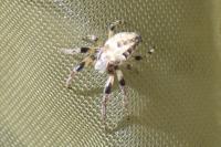 Larinioides