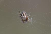 Larinioides