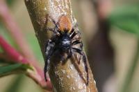 Carrhotus xanthogramma