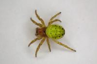 Araniella