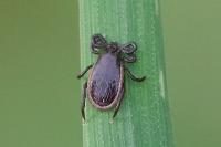Ixodes ricinus