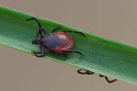 Ixodes ricinus
