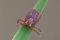 Dermacentor reticulatus