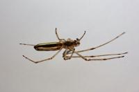 Tetragnatha