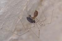 Pholcus phalangioides