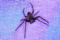 Agalenatea redii
