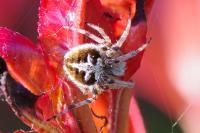 Agalenatea redii