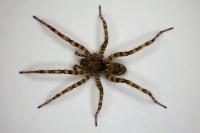 Arctosa