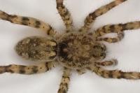 Arctosa