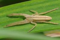 Tibellus